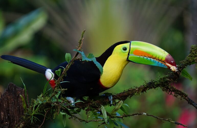 Incredible Costa Rica, Tailor – Made Tour